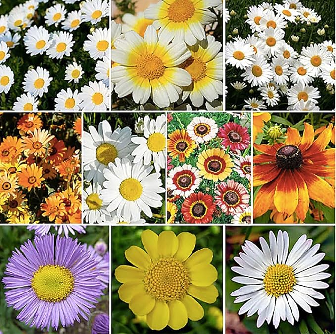 Creeping Daisy Bellis perennis for planting in flower bed