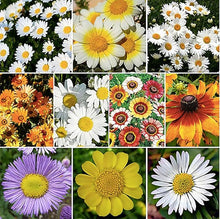 Creeping Daisy Bellis perennis for planting in flower bed