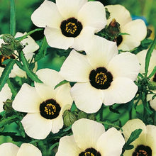Hibiscus Trionum 'Simply Love' Seeds (Blooms from) for growers seeking a long-blooming display