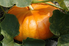 Pumpkin Seeds for growers stocking the Cucurbita Pepo vegetable patch farm plot