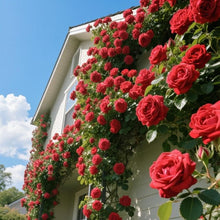 Red Climbing Rose Seeds for fast cover along a fence or wall