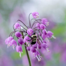 Heirloom Non-GMO Pink Nodding Onion (Allium Cernuum Seeds valued by growers for unique, Beautiful Flowering Onions