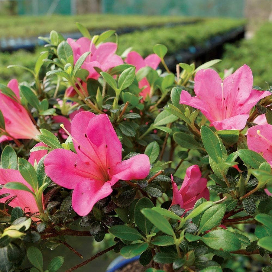 Japanese Azalea Rhododendron indicum for planting in container garden