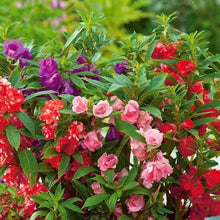 Balsam Impatiens Balsamina bonsai flower Seeds for growers establishing the indoor pots and decorative home garden areas
