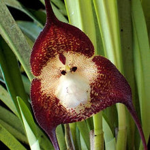 Monkey Face Orchid Seeds (Dracula simia) for seasonal color across the Orchid Garden