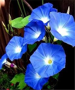 Petunia Petunia Hybrida Rare Color Mix Flower Seeds for Planting – Blue, Red, and Black Shades for Unique Garden Displays