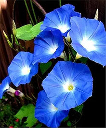 Petunia Petunia Hybrida Rare Color Mix Flower Seeds for Planting – Blue, Red, and Black Shades for Unique Garden Displays