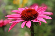 Cone Seeds (Echinacea purpurea) for colorful blooms in the Wildflower Garden & Flower Bed