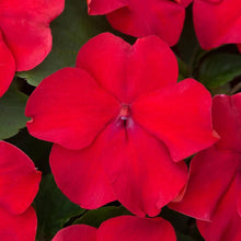 Impatiens Sun and Shade Burgundy Seeds grown for versatile Flowering