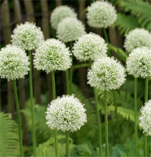 White Giant Onion Seeds for growers stocking the Patio Garden