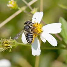 Spanish Needle Seeds (Bidens alba) for a bright addition to the pollinator gardens and meadows