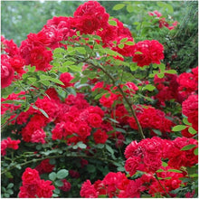 Climbing Polyantha Rose Rosa Seeds for climbing cover in the garden trellis