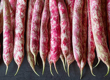 Bonsai Red Bean Seeds (Vigna angularis) for productive rows in the Garden