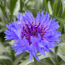 Cornflower Imperialis Mix Seeds for reliable seasonal color