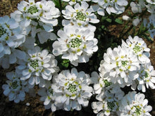 Candytuft Seeds (Iberis sempervirens) for seasonal color across the flower beds and edging