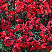English Seeds for a colorful addition to any planting