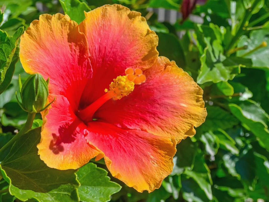 Hibiscus Exotic Coral Hibiscus rosa-sinensis for planting in flower bed