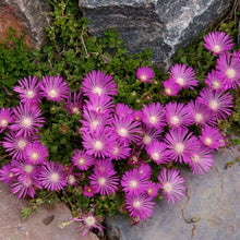 Sorbet Purple Ice Seeds (Viola cornuta) for growers filling out the balcony planter flower bed