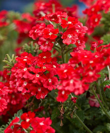Verbena Hybrida Seeds prized for beautiful Perennial Flower Blooms