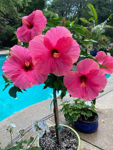 Hibiscus Hibiscus Rosa-Sinensis Dark Pink Seeds grown for home Seasonal Displays