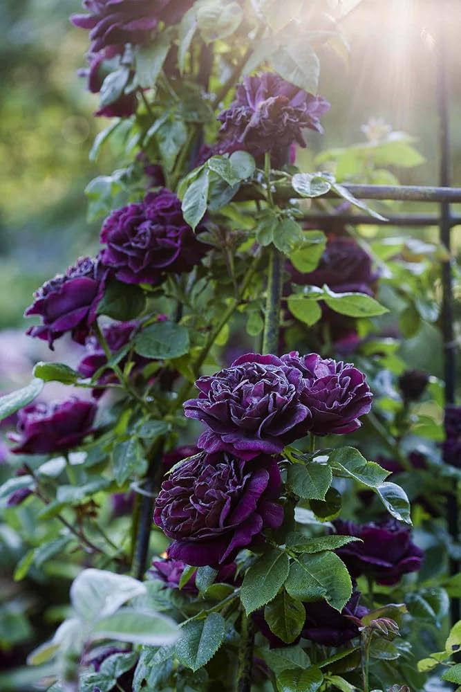 Purple Climbing Rose Seeds for Garden