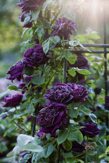 Purple Climbing Rose Seeds for Garden