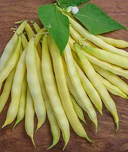 Golden Wax Bean (Phaseolus vulgaris) seeds for planting in home garden
