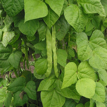 Dark Red Kidney Bean Seeds (Phaseolus vulgaris) for growers stocking the kitchen garden and healthy home planting