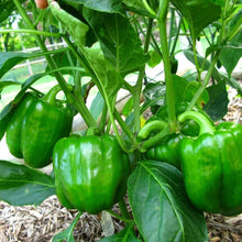 Green Clevis Pepper Seeds (Capsicum annuum) for growers stocking the Hair Vegetable Patch