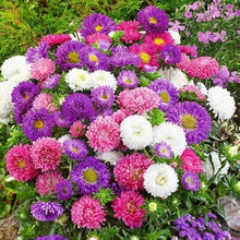 Ostrich Plume Aster Mix Seeds for gardeners building out beds and borders