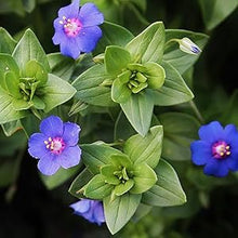 BLUE PIMPERNEL Seeds grown for stunning Blue Flowers