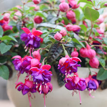 Fuchsia Flower Seeds