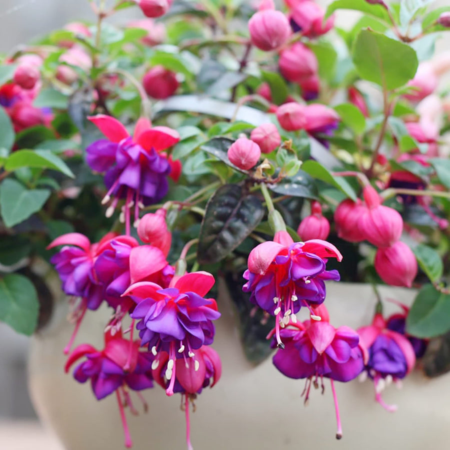 Fuchsia Flower Seeds