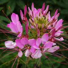 Cleome Seeds (Cleome hassleriana) for a bright addition to the Flower Bed