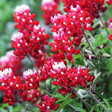 Bluebonnet Lupinus Texensis Maroon Texas Seeds prized for wildflower Native Landscaping