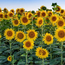 Light Green Sunflower Seeds known for red Sun, Fortune Bloom, Bonsaiarden
