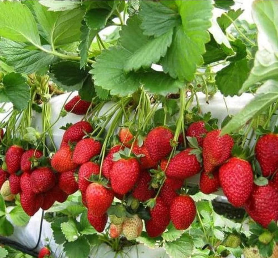 Strawberry Beds for planting in home garden.