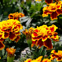 Marigold Samen Ez Wachsen Französisch Marigold Doppelte Seeds (Gelbe und) for growers filling out the flower bed