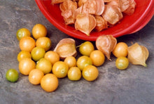 Pineapple Tomatillo Seeds prized for rare Yellow Fruits, Eastern European Variety