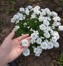 Candytuft Seeds (Iberis sempervirens) for seasonal color across the flower beds and edging