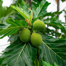 Broadfruit Seeds for long-term planting in the Garden & Bonsai Projects