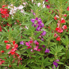 Garden Bonsai Impatiens Seeds (Impatiens spp.) for long-term planting in the Indoor Garden & Flower Bed