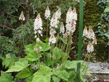 Foamflower Tiarella Cordifolia Heartleaf Seeds for a lasting display in the Shaded Garden Ground Cover