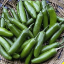 Mexican Pepper Seeds for a reliable harvest in the Capsicum patch spice garden
