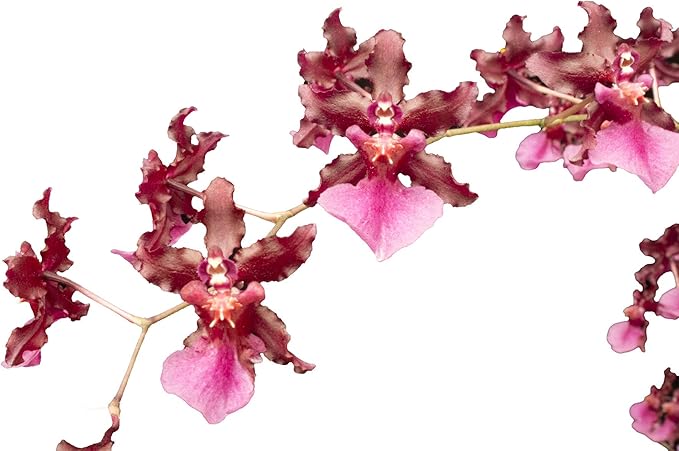 Mixed Orchid Perennial Flower - for planting in home garden