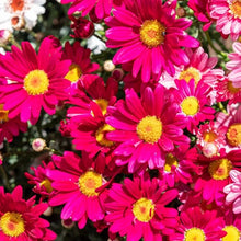 Chrysanthemum Seeds for colorful blooms in the Home Flower Beds