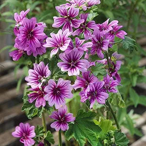 Mallow Malva sylvestris Zebrina flower seeds for planting in backyard garden or wildflower beds - for planting in home garden