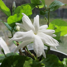 Jasmine Jasminum Sambac Seeds for growers filling out the Outdoor Indoor Pots