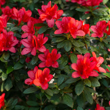 Rare Azalea Seeds for reliable seasonal color