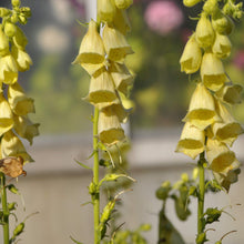 Purpurea Yellow Foxglove (Digitalis) Yellow Seeds for reliable seasonal color